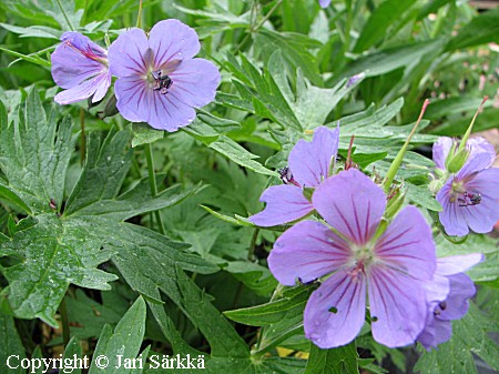 Alaskankurjenpolvi, Geranium erianthum